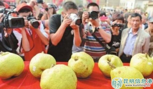 评选梨王 图片来自网络 评选梨王 图片来自网络