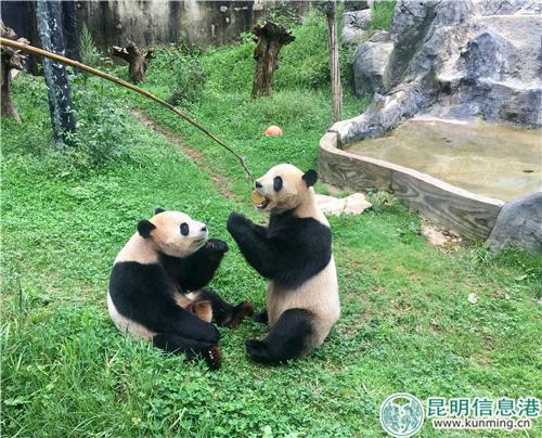 图1：想要吃到月饼，大熊猫就必须站起来。