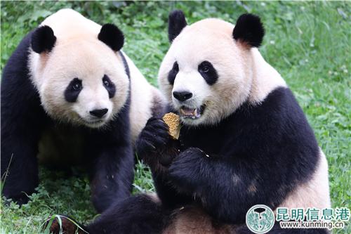 图2：大熊猫“毛竹”和“珍多”一起吃月饼。