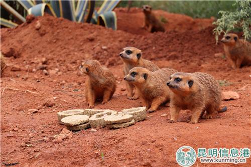 图6：细尾獴围在一起吃月饼。