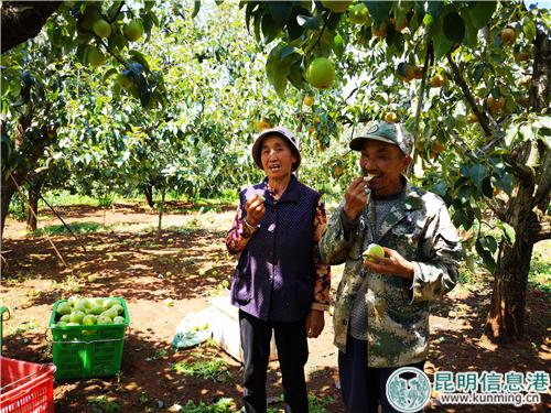 图1：第六届“万溪宝珠梨采摘节”正式启幕。