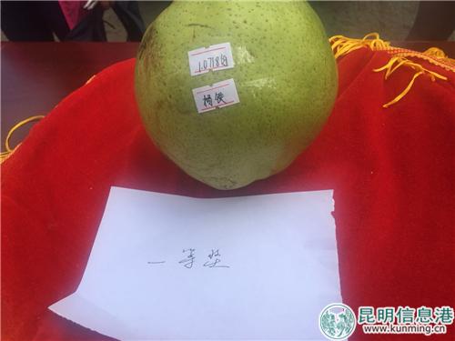 图2：品相好、重约1.07kg的宝珠梨夺得“梨王”桂冠。