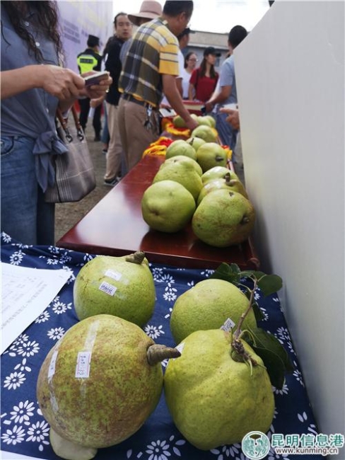 图3：“梨王评比”活动。