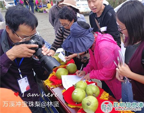 1.梨王评选 林坚 摄