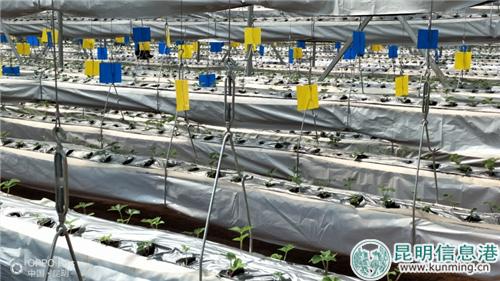 6.参观草莓基地     zhuyinghong 摄