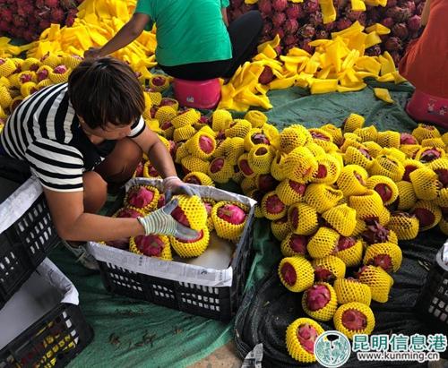 火龙果装箱1 火龙果装箱1