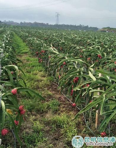 火龙果种植园2 火龙果种植园2
