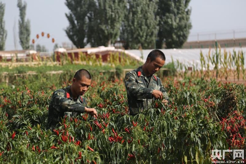 官兵在摘辣椒(央广网记者 李建峰 摄)1 官兵在摘辣椒(央广网记者 李建峰 摄)1