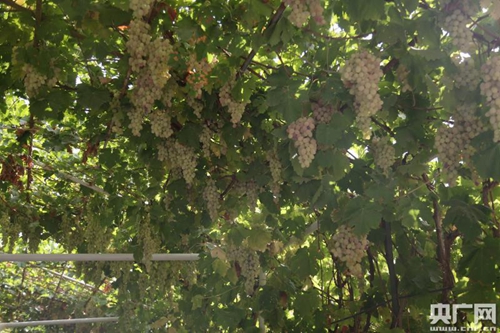 营区一簇簇的葡萄(央广网记者 李建峰 摄)2 营区一簇簇的葡萄(央广网记者 李建峰 摄)2