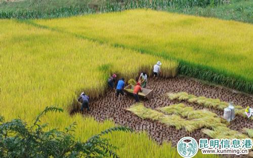 欢庆丰收 欢庆丰收