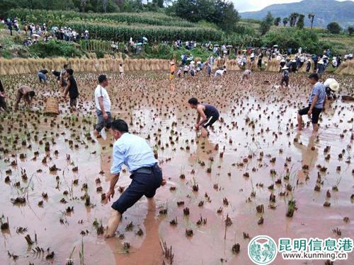 稻田摸鱼 稻田摸鱼