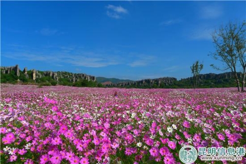 乃古石林的波斯菊种植面积超过100亩 乃古石林的波斯菊种植面积超过100亩