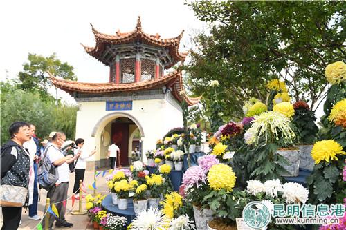 民众赏大观楼菊花。昆明日报记者杨艳辉摄