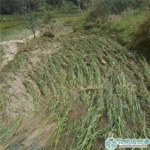 龙陵县龙江乡水稻受灾