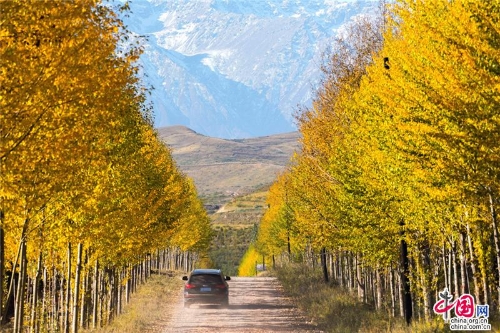 自驾车纷纷开往祁连山腹地