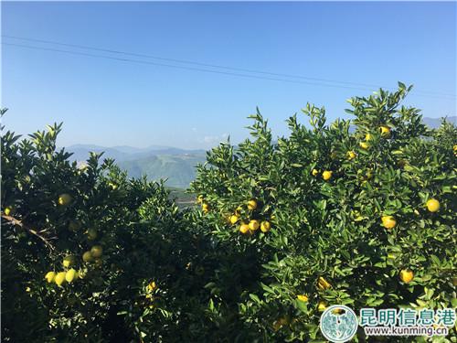 “褚橙”即将成熟上市