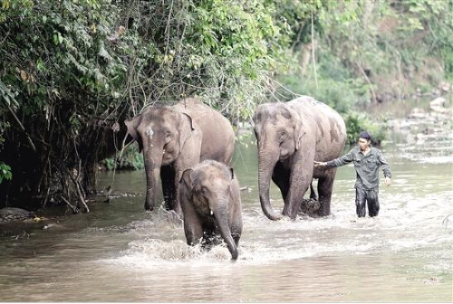 亚洲象1 亚洲象1