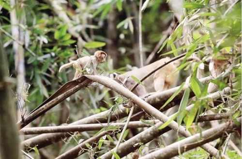 金丝猴3 金丝猴3