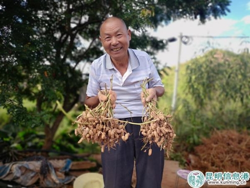 黑皮花生丰收,村民喜笑颜开。 黑皮花生丰收,村民喜笑颜开。