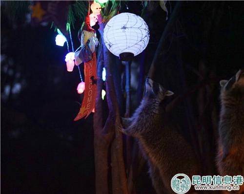 图2：小浣熊们不断尝试嗅闻和触碰这些道具。