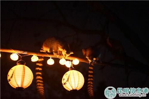 图5：环尾狐猴观察南瓜灯笼。