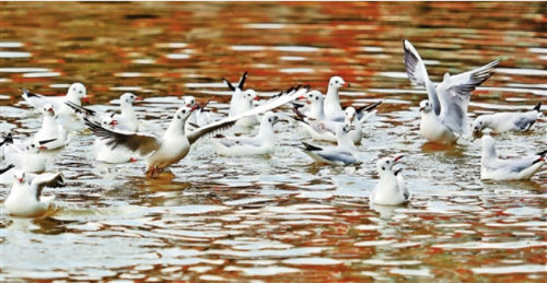 微信截图_20181028092433