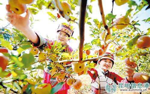 彝族姑娘喜摘苹果。记者赵伟摄