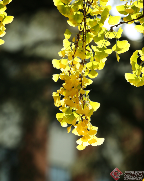 00300179987_efc25ff5 00300179987_efc25ff5