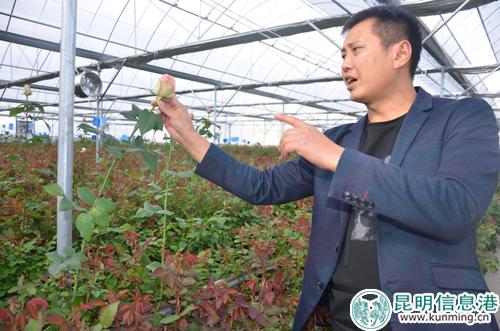 现阶段5亩基质栽培基地图片-(1)