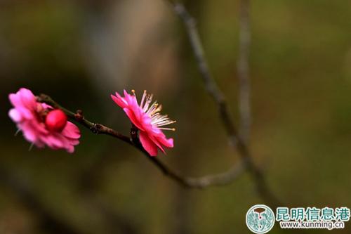 梅。彩龙网友清山客摄