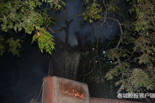 大树着火 秦蒙琳 通讯员 汪伟杰 摄