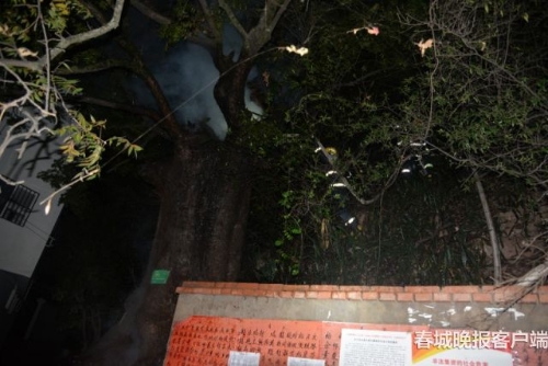 大树着火 秦蒙琳 通讯员 汪伟杰 摄