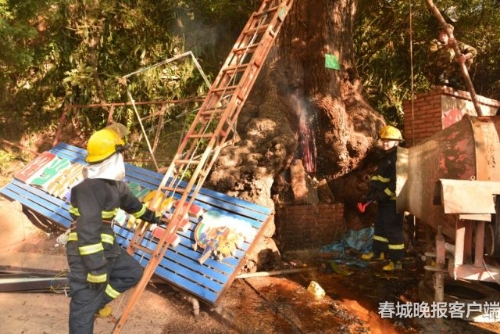 大树着火 秦蒙琳 通讯员 汪伟杰 摄