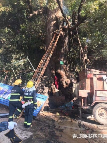 大树着火 秦蒙琳 通讯员 汪伟杰 摄