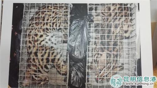 “野性中国”提供展示的照片。 “野性中国”提供展示的照片。