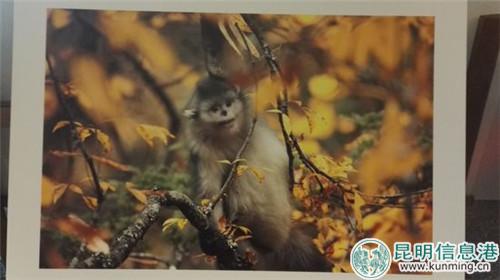 滇金丝猴 奚志农摄影 滇金丝猴 奚志农摄影