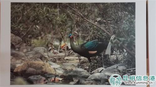 摄影展展示的图片,旨在呼吁人们保护野生动物! 摄影展展示的图片,旨在呼吁人们保护野生动物!