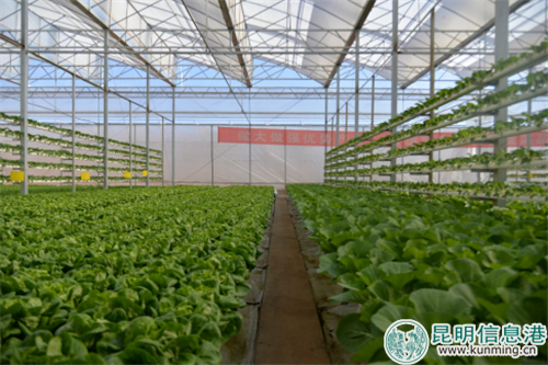 云南陆航农业科技有限公司立体水培蔬菜生产基地 云南陆航农业科技有限公司立体水培蔬菜生产基地