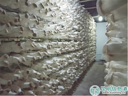 杏鲍菇培育车间 杏鲍菇培育车间