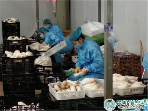 工人在车间加工杏鲍菇 工人在车间加工杏鲍菇