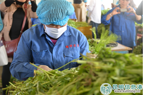 曦野公司工人在车间加工藜蒿 曦野公司工人在车间加工藜蒿