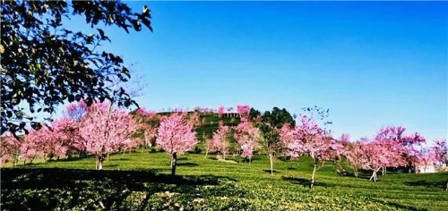 微信图片_20181120154639 微信图片_20181120154639