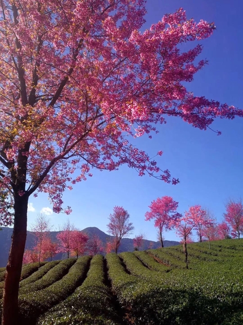 微信图片_20181120154647 微信图片_20181120154647