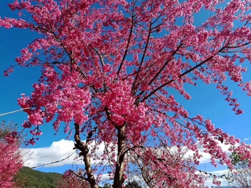 微信图片_20181120154651 微信图片_20181120154651