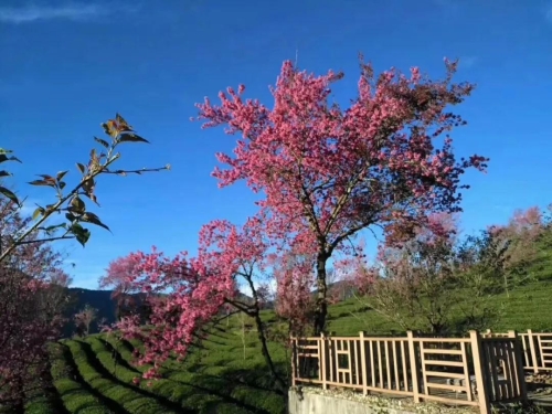 微信图片_20181120154653 微信图片_20181120154653