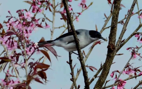 微信图片_20181120154655 微信图片_20181120154655