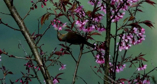 微信图片_20181120154658 微信图片_20181120154658