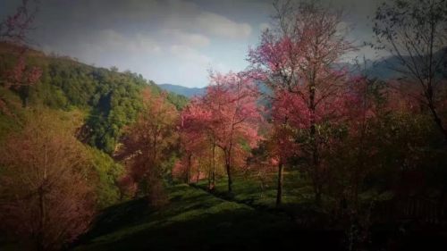 微信图片_20181120154702 微信图片_20181120154702