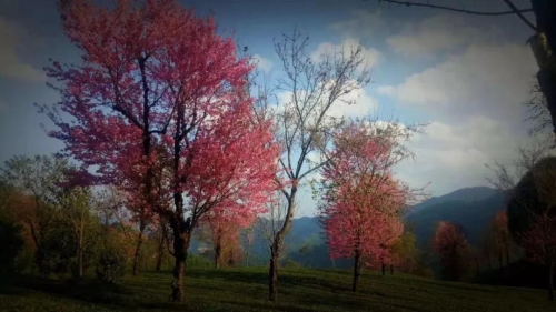 微信图片_20181120154705 微信图片_20181120154705