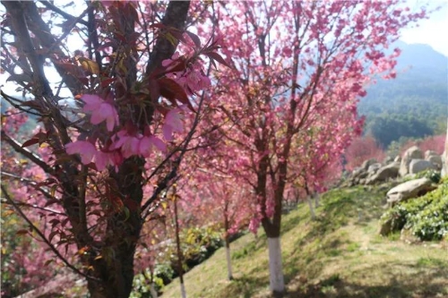 微信图片_20181120154716 微信图片_20181120154716